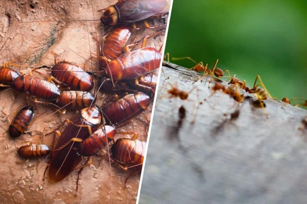 Naturalne sposoby na odpędzenie szkodników w domu